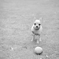 Picture of chihuahua with a ball