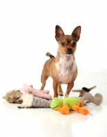 Picture of Chihuahua with toys
