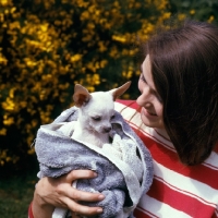 Picture of chihuahua wrapped in a towel with owner