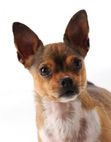 Picture of Chihuahua