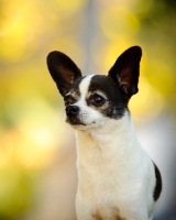 Picture of Chihuahua