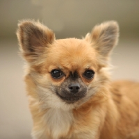 Picture of Chihuahua