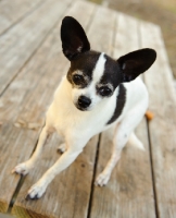 Picture of Chihuahua