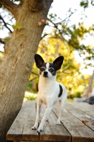 Picture of Chihuahua