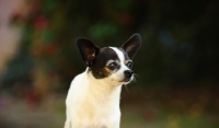 Picture of Chihuahua