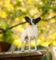 Picture of Chihuahua