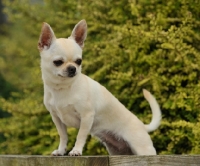 Picture of Chihuahua
