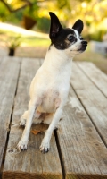 Picture of Chihuahua