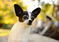 Picture of Chihuahua