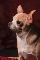 Picture of Chihuahua