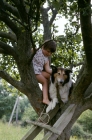 Picture of child and rough collie up a tree