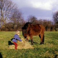 Picture of child giving hay to pony in winter