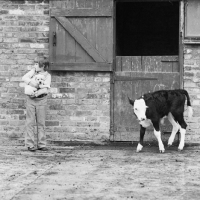 Picture of child holding a labrador puppy while calf turns away