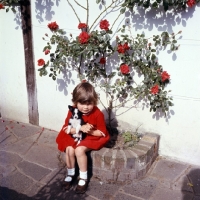 Picture of child holding chihuahua puppy with roses background