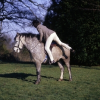 Picture of child mounting pony