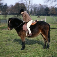 Picture of child mounting pony
