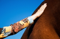 Picture of child patting canadian sport horse