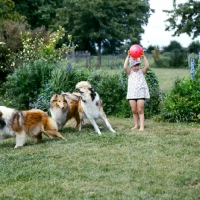 Picture of child playing with rough collies