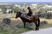 Picture of child riding working skyros pony on skyros island, greece
