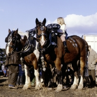 Picture of child sitting on a heavy horse during working demonstration