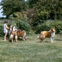 Picture of child with group of rough collies