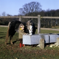 Picture of child with pony at water trough in winter