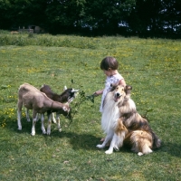 Picture of child with rough collie feeding goats
