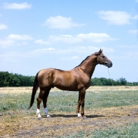 Picture of Chimkent, Budyonny stallion near Rostov on Don full body ,