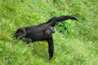 Picture of chimp doing early morning yoga