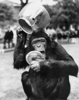Picture of Chimpanzee holding a teapot