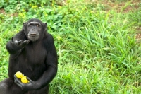 Picture of chimpanzee wanting for more food