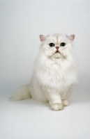 Picture of Chinchilla (aka Persian)