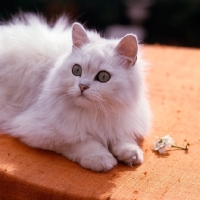 Picture of chinchilla cat looking up from table