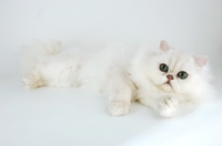 Picture of chinchilla cat lying down on white background