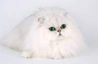 Picture of chinchilla cat lying on white background