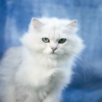 Picture of chinchilla cat, not in full coat