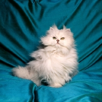 Picture of chinchilla cat on blue satin