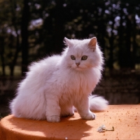 Picture of chinchilla cat on table