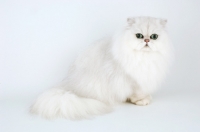 Picture of chinchilla cat on white background