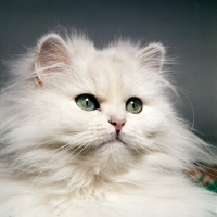 Picture of chinchilla cat, portrait