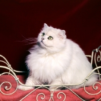 Picture of chinchilla cat sitting on a cushion