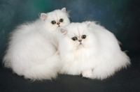 Picture of chinchilla cats, different ages