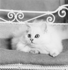 Picture of chinchilla cat