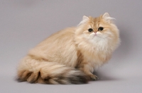 Picture of Chinchilla Golden Persian, all fluffy