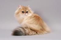 Picture of Chinchilla Golden Persian, back view