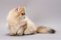 Picture of Chinchilla Golden Persian looking away