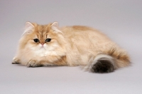 Picture of Chinchilla Golden Persian, lying down