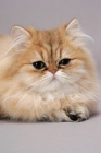 Picture of Chinchilla Golden Persian, portrait