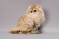 Picture of Chinchilla Golden Persian, sitting down
