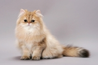 Picture of Chinchilla Golden Persian, sitting on grey background